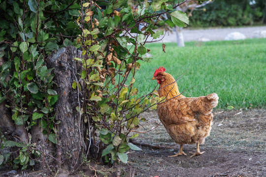 Free Range Brown Chicken Exploring a Garden