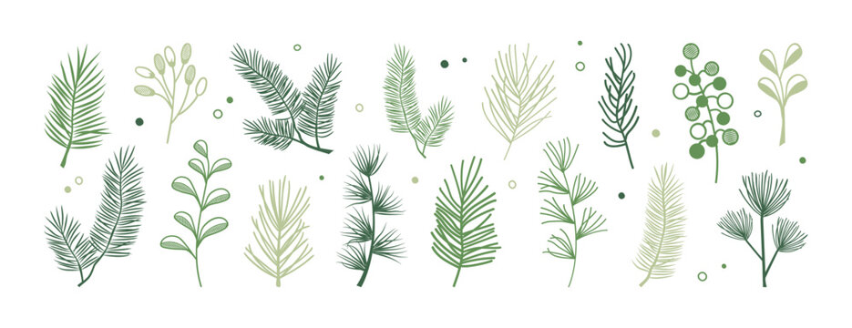Pine and fir branch, winter needle tree. Pine cone and spruce, holly evergreen foliage. Green decoration for Christmas or New Year, nature set isolated on white background. Holiday vector illustration