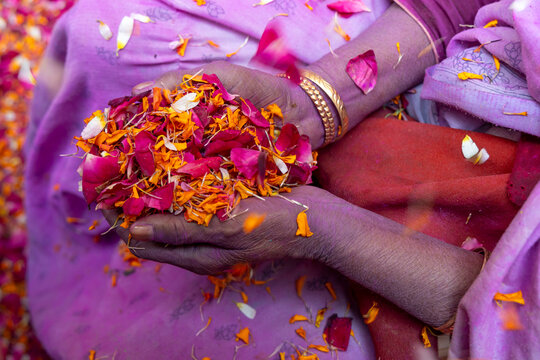 Close up of hands holding a pile of rose and marigold petals over a purple sari during Holi, Vrindavan, India