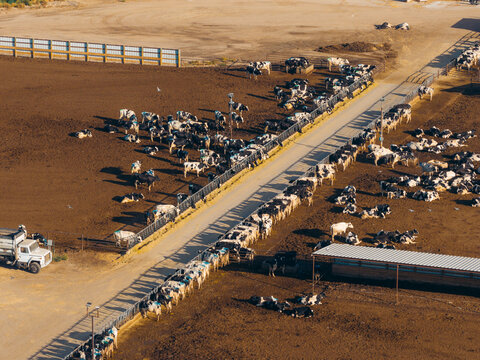 Aerial view of a large-scale cattle feedlot with numerous black and white cows gathered in dirt pens and feeding troughs, Kersey, Colorado, United States.