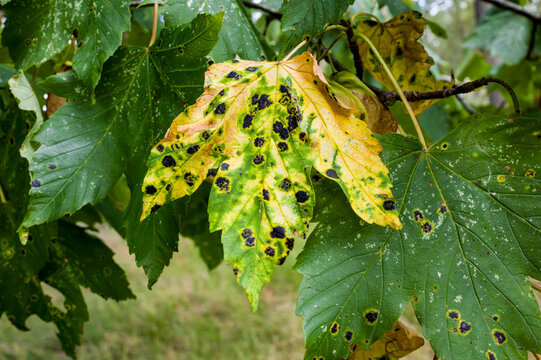 Close-up of a diseased leaf with brown spots and damaged edges in nature