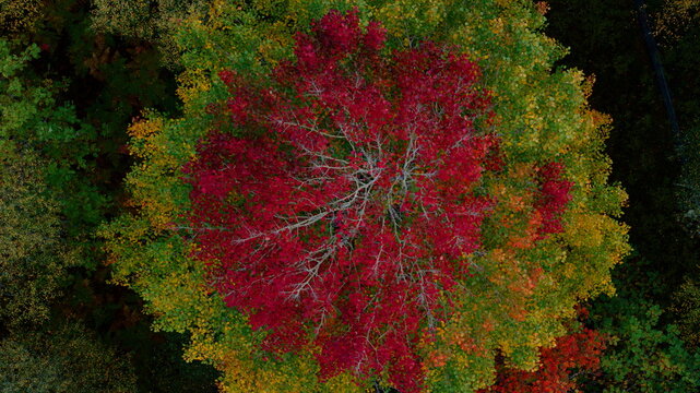 Aerial view of vibrant autumn colours in Insh woodland with a striking red-leafed tree surrounded by yellow and green foliage in Kingussie, Scotland, United Kingdom.