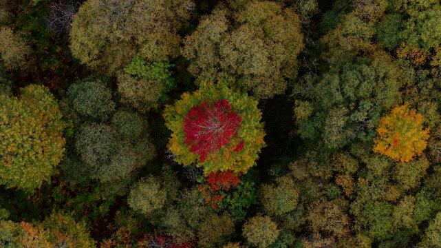 Aerial view of vibrant autumn colours in Insh woodland, featuring a striking red tree surrounded by golden and green foliage in Kingussie, Scotland, United Kingdom.