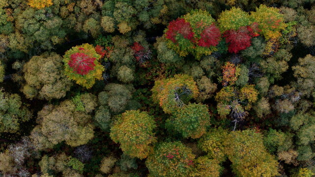 Aerial view of the vibrant autumn colours in Insh woodland, featuring a dense canopy of deciduous trees with shades of red, yellow, and green in Kingussie, Scotland, United Kingdom.