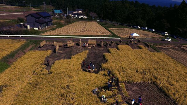 Aerial view of farmers harvesting golden rice in terraced paddies with drying racks and rural houses in Fujinomiya, Shizuoka, Japan.