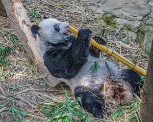 A Panda © YK
