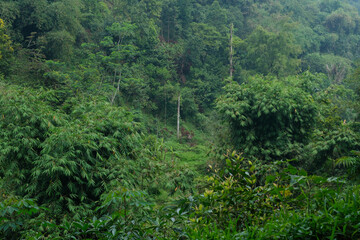 Dense tropical rainforest landscape with lush green bamboo clusters and vegetation © Rachmattt