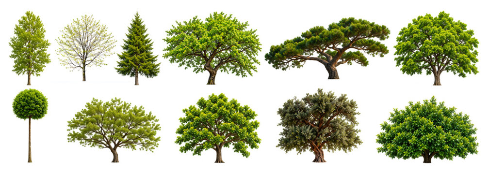 Isolated transparent background tree clipart collection for nature