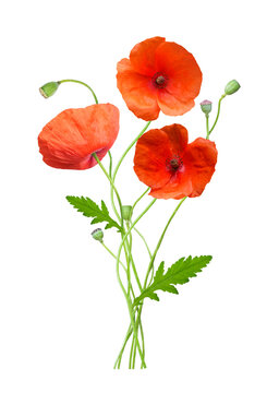 close up of bouquet of colorful red poppy flowers isolated on transparent background