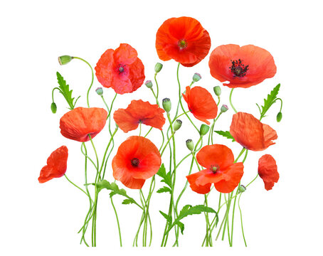 close up of colorful red poppy flowers isolated on transparent background