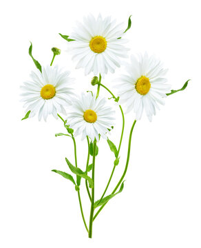 close up of bouquet of blooming daisy flowers isolated on transparent background