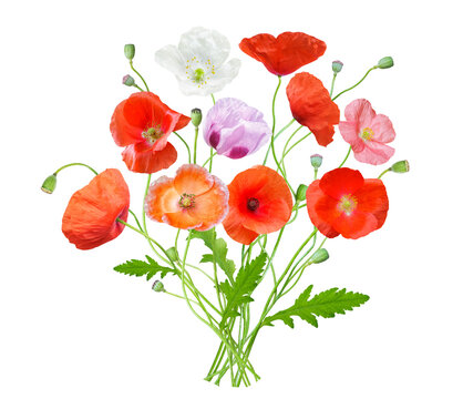 close up of bouquet of colorful poppy flowers isolated on transparent background
