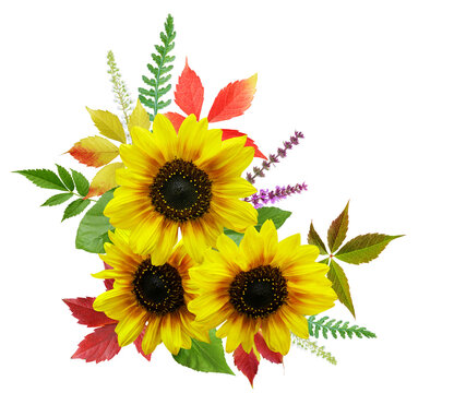 bouquet of blooming sunflowers isolated on transparent background, top view