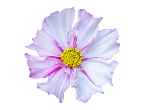 close up of colorful cosmos flower isolated on transparent background, top view