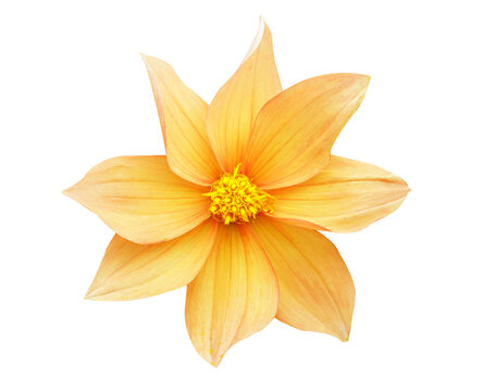 close up of orange dahlia flower isolated on transparent background, top view