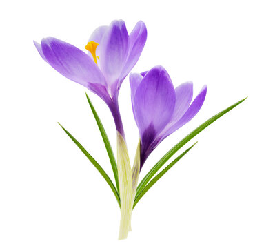 Close up of blooming crocus flowers isolated on transparent background