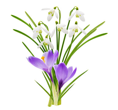 First spring flowers. Bouquet of blooming snowdrop and crocus flowers isolated on transparent background