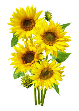 close up of bouquet of blooming sunflowers with leaves isolated on transparent background
