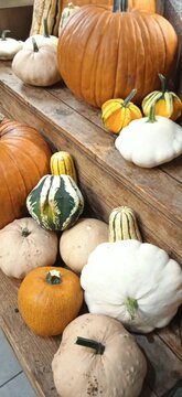 ASSORTED COLORFUL PUMPKINS AND SQUASH DISPLAYED ON WOODEN SHELF FOR FALL SEASON DECORATION
