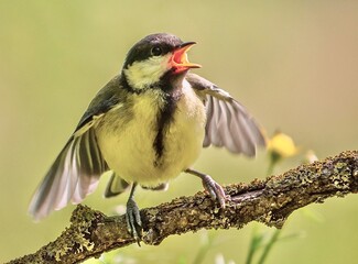 great tit parus major © Tibor Dihen