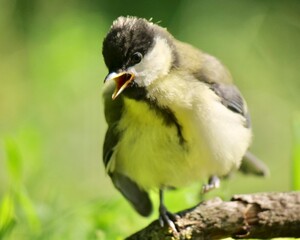 great tit parus major © Tibor Dihen