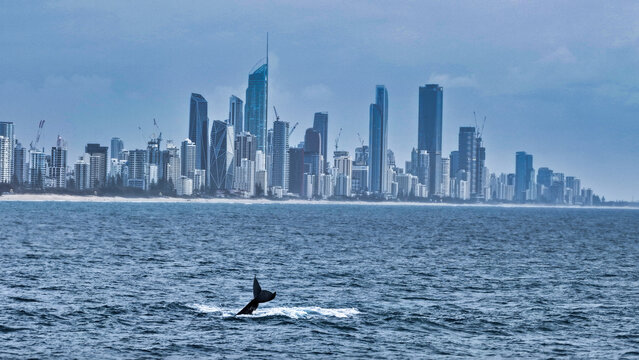 Aerial view of a whale tail breaching in the ocean with the modern skyline of the city in the background, Gold Coast, Queensland, Australia.