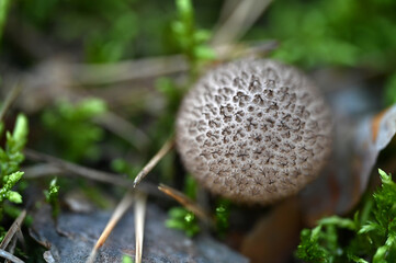Mushrooms © Viktoriia Pletska