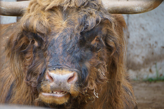Toro de pelaje largo y marr&oacute;n en un entorno rural