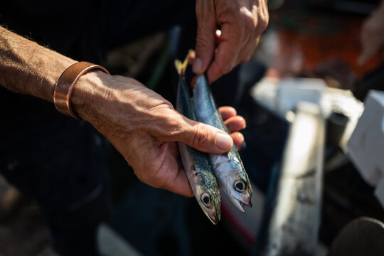 Weathered Fisherman Hands Holding Fresh Small Mackerel
