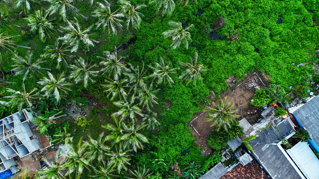 Aerial view of lush coconut trees and dense tropical foliage interspersed with small buildings and rooftops in Karimunjawa, Central Java, Indonesia.