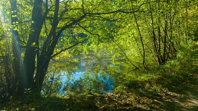 Light filters through trees by a calm lake in a forest during daytime