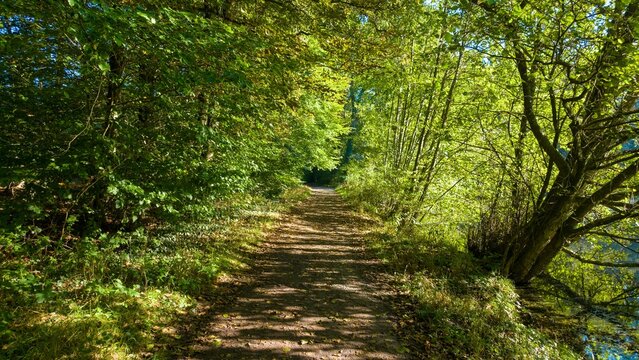 Walk along a path in a green forest with sunlight filtering through the trees