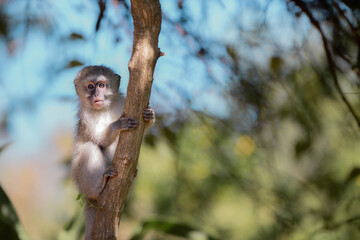 Baby monkey on the branch © Keaton