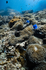 Vibrant blue sea anemone field on rocky coral reef in tropical ocean. © PIPE DIVE UNDERWATER