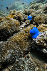 Vibrant blue sea anemone field on rocky coral reef in tropical ocean. © PIPE DIVE UNDERWATER