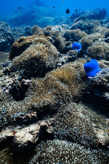 Vibrant blue sea anemone field on rocky coral reef in tropical ocean. © PIPE DIVE UNDERWATER