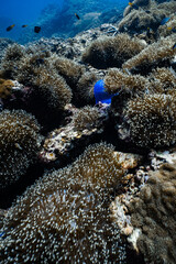 Vibrant blue sea anemone field on rocky coral reef in tropical ocean. © PIPE DIVE UNDERWATER