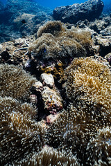 Vibrant blue sea anemone field on rocky coral reef in tropical ocean. © PIPE DIVE UNDERWATER