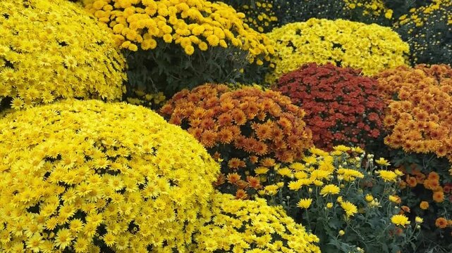 Lush yellow and orange chrysanthemum bushes swaying in autumn breeze for seasonal gardening promos