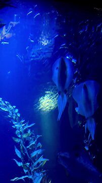 underwater scene with squids