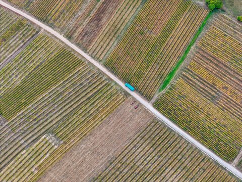 Aerial view of geometric vineyard rows in autumn colors with a small road crossing through the fields and a single vehicle parked on the side in Colmar, Grand Est, France.