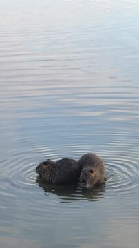 Playful interaction between two coypus with one stretching its paw in the water