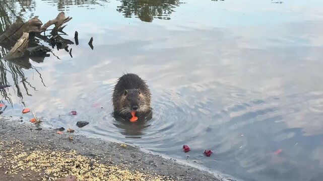 Wild nutria foraging and eating green grass on the shore of a calm river