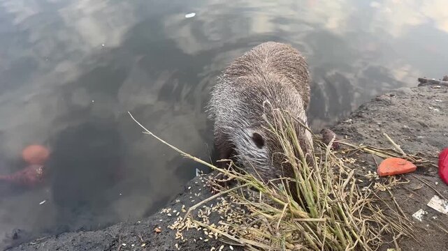 Close up of a wild nutria eating green grass on a concrete riverbank in its natural habitat