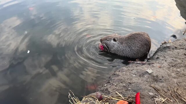 Wild coypu swimming directly towards the camera in a peaceful natural lake