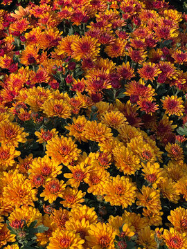 Bold orange and burgundy chrysanthemum mix for dramatic autumn textiles