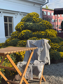 Cozy autumn cafe terrace with wooden furniture and giant yellow chrysanthemum bushes