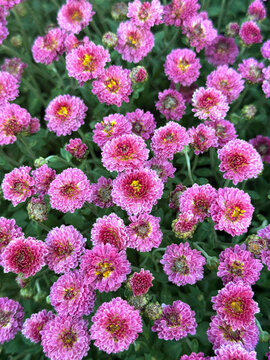 Delicate pink pom-pom chrysanthemums for whimsical floral scrapbooking