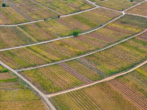 Aerial view of rows of vineyards in autumn with dirt paths winding through the fields in Colmar, Grand Est, France.