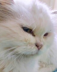 White persian pet cat in home © Kamranyd